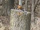 A robin. Taken 03-29-11 Dyersville back yard by Debbie Antolik.