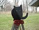 Marley my Cat. Taken 04/06/2011 Back window by Debbie Antolik.