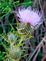 Even a thistle has it's bloom. Taken 9/8/2012 Whitewater Canyon near Cascade by Laurie Helling.