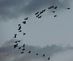 Migrating Pelicans . Taken 9/8/2012 Near Cascade by Laurie Helling.