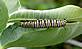 A monarch larva on a milkweed leaf.