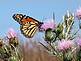 A monarch on a thistle.