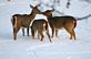 A Deer Valentine Kiss At The Regan's. Taken Valentines Day 2011 Regan's Lawn by Jim Regan.