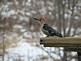 Red-breasted Wood Pecker at a Feeder.