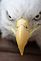 Bald Eagle Close-up. Taken April 11, 2010 Mississippi River. Taken by Justin Mills.