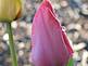 tulip in the rain. Taken May 2009 Asbury Iowa by my son William, age 9.