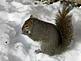 A squirrel feeding in the snow.