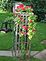 roses blooming on trellis. Taken June 11, 2010 in back yard by Linda Kremer.