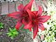 lily in back yard. Taken June 11, 2010 back yard in Cascade by Linda Kremer.