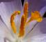 Close up of the pistol and stamen of a crocus blossom.