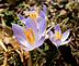 Crocus blossoms. Winter melts into spring.