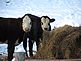 Snack Time. Taken February 3, 2013 Dubuque County  by Laurie Helling.