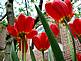 Spring has come to Dubuque. Tulips in a garden.