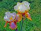 Iris Gardens. Taken 5-14-12 N.J. by John Maas.