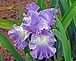 Iris Gardens. Taken 5-14-12 N.J. by John Maas.