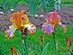 Iris Gardens. Taken May 14 2012 New Jersey by John Maas.