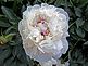 Peony. Taken 5-21-12 N.J. by Peg Maas.