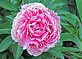 Peony. Taken 5-21-12 N.J. by Peg Maas.