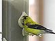 Goldfinch on a finch feeder. Taken August 21, 2010 on Crescent Ridge, Dubuque by Karen Steil.