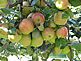 Apples ready for harvest. Taken August 2010, on Crescent Ridge, Dubuque by Karen Steil.