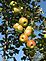 Apples ready for harvest. Taken August 2010, on Crescent Ridge, Dubuque by Karen Steil.