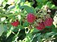 Late season raspberries. Taken August 2010, on Crescent Ridge, Dubuque by Karen Steil.