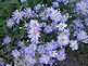 Wonder of Staffa Aster flowers. Taken August 2010, on Crescent Ridge, Dubuque by Karen Steil.