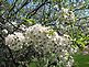 Plum tree blossoms. Taken May 2011 Crescent Ridge, Dubuque by Karen.