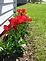 Tulips. Taken May 2011 Crescent Ridge, Dubuque by Karen.