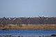 Trumpeter Swans. Taken March 28 2011 Green Isalnd Wildlife Refuge Jackson County IA by R.