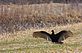 Turkey Vulture. Taken March 28 2011 Green Isalnd Wildlife Refuge Jackson County IA by Rich Bugalski.