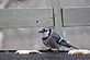 A blue jay. Taken 12-25-09   by Katie Backes.