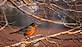 Setting sun reflecting off a robin.