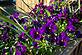 Purple posies. Taken May 2009 Smoky Mountains by Georgia Goebel.