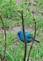 Indigo Bunting