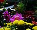 Bee in flight amongst beautiful flowers. Taken September, 13 2009 Beloit, Wisconsin by Mandi Brenum.