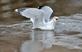 A ring-billed gull caatches a fish.. Taken March 4, 2023 Miller Riverview park, Dubuque, IA by Veronica McAvoy.
