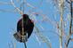 Red-wing blackbird ruffles it&#39;s feathers while perched.. Taken March 23, 2023 John Deere marsh, Dubuque, IA by Veronica McAvoy.