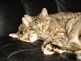 My cat Jaina and my mom's cat Joey. Taken 3 Years ago in our living room by Brett Althaus.