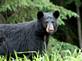 Black Bear Jasper Park Canada