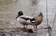 Mallard duck pair take refuge on a wooden log in the flood waters.. Taken April 22, 2023 Miller Riverview park, Dubuque, IA by Veronica McAvoy.