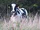 A cow hiding in the grass.