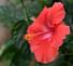 This is out latest hibiscus bloom. I hope some viewers will post some images of Dubuque's famous peonies. They should be in full bloom soon. Bill