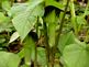 Jack In The Pulpits . Taken May Clayton County  by Laurie Helling.