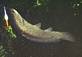 Large Bowfin, chewed through my line before I could land it.. Taken June 26, 2009 Guttenberg IA by Trailblazer.