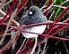 Slate Colored Juncos or commonly referred to as 