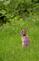 Cottontail rabbit stretches it&#39;s neck for a better view.. Taken May 16, 2023 Miller Riverview park, Dubuque, IA by Veronica McAvoy.