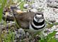 Kildeer Plover guarding its eggs. Taken May Guttenberg by Laurie Helling.