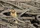 Thirteen-lined ground squirrel looks over tree branches.. Taken October 15, 2023 O'Leary's lake, Wisconsin by Veronica McAvoy.