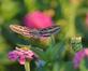 A hummingbird moth snacks on the flowers. Taken in September in Belle Plaine, Iowa by Lorlee Servin.
